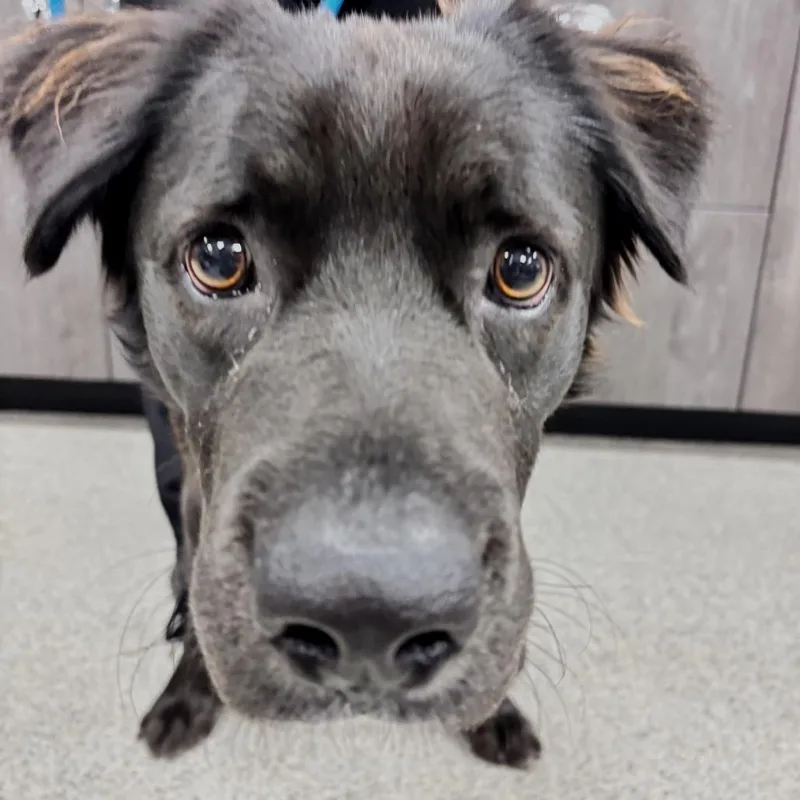 A young medium-sized male Black Collie dog named Igor for adoption in Tampa, FL