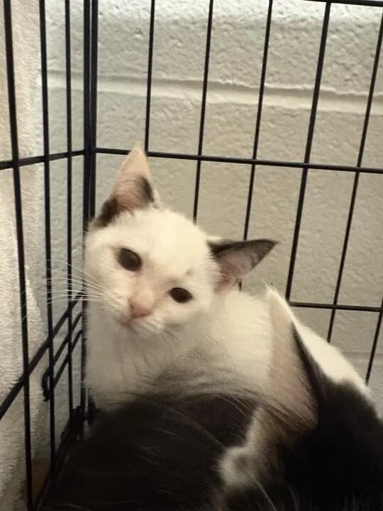 A young small-sized female Cream / Ivory Domestic Short Hair cat named Lucy for adoption in Cincinnati, OH