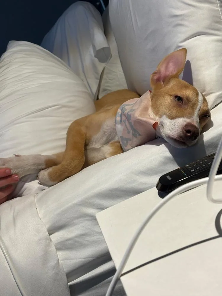 A baby medium-sized female Mixed Breed dog named Nyla for adoption in ventura, CA
