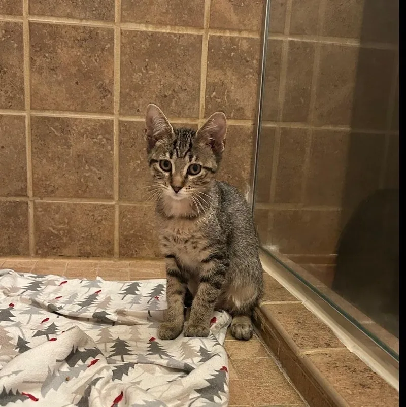 A baby medium-sized female Tabby (Brown / Chocolate) Domestic Short Hair cat named Pinky for adoption in Chicago, IL