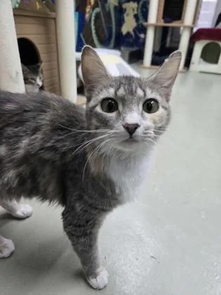A young medium-sized female Domestic Short Hair cat named Holli for adoption in Savannah, GA