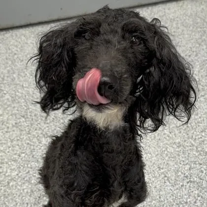 A young small-sized male Black Miniature Poodle dog named Ramen for adoption in Tinley Park, IL