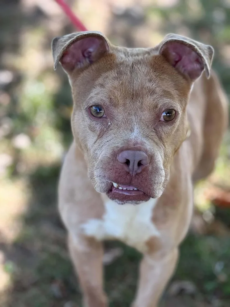 An adult medium-sized male Pit Bull Terrier dog named Frankie for adoption in Springfield, IL