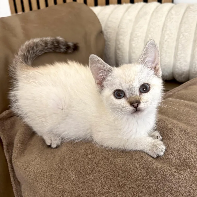 A baby small-sized female Cream / Ivory Siamese cat named Maddy for adoption in Los Angeles, CA