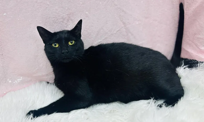 An adult medium-sized female Black Domestic Short Hair cat named Coffee Bean for adoption in Clarkesville, GA