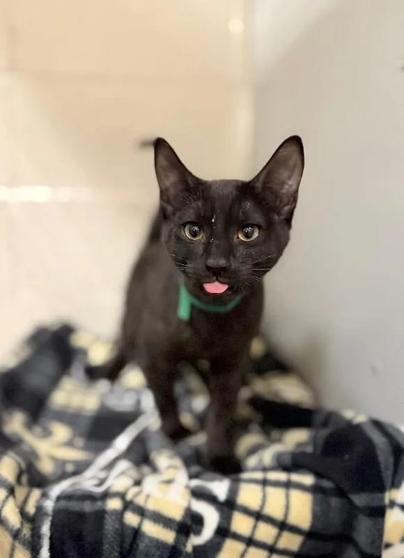 A young small-sized male Domestic Short Hair cat named Carlisle Cullen for adoption in Fruit Heights, UT