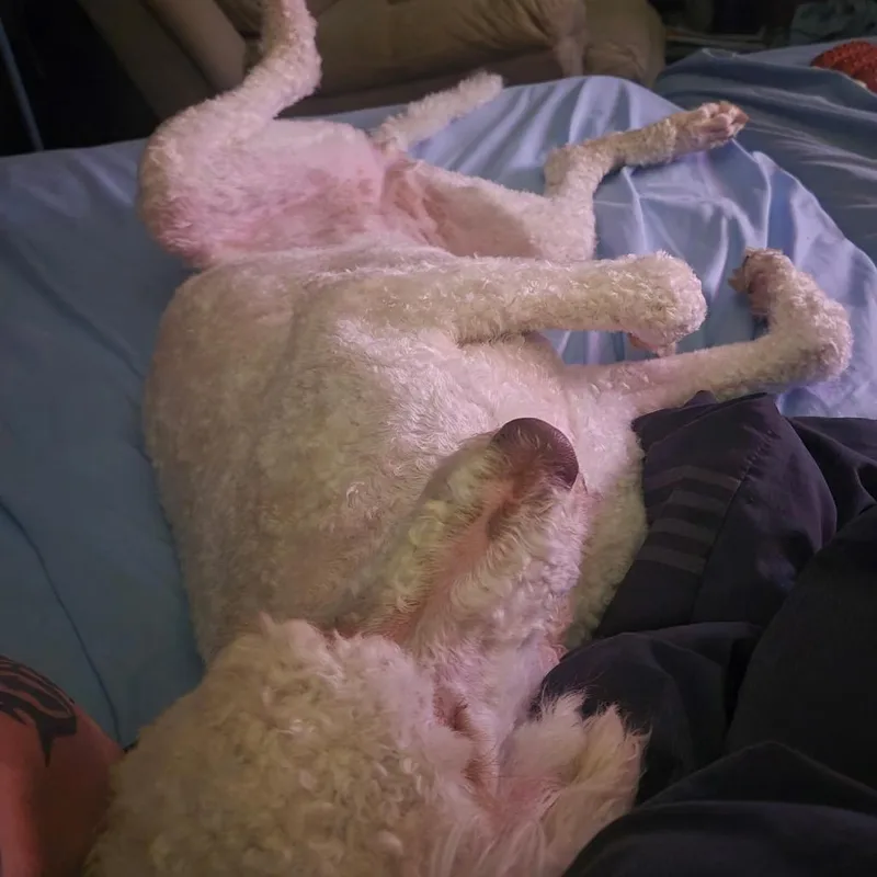 A young medium-sized female White / Cream Standard Poodle dog named Lucy for adoption in Kokomo, IN