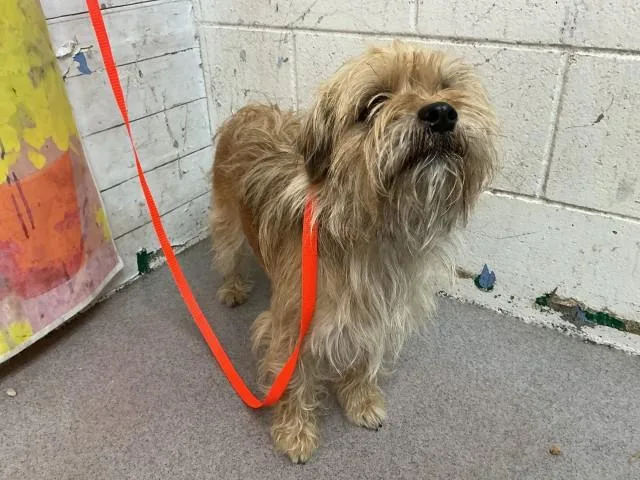 An adult small-sized male Terrier dog named Homer for adoption in San Bernardino, CA