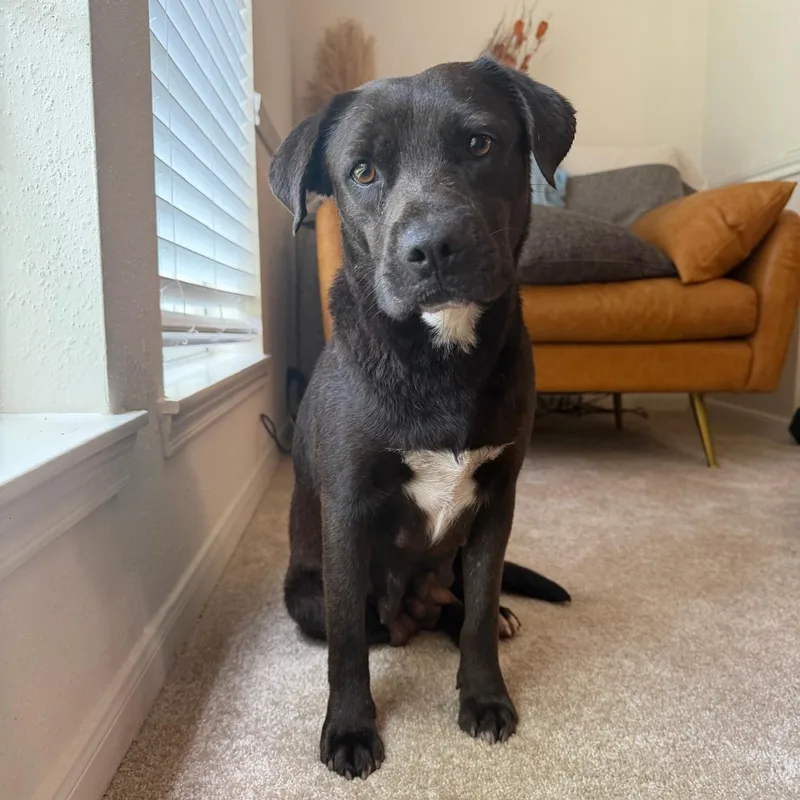 An adult medium-sized female Black Labrador Retriever dog named Gina for adoption in Spring, TX