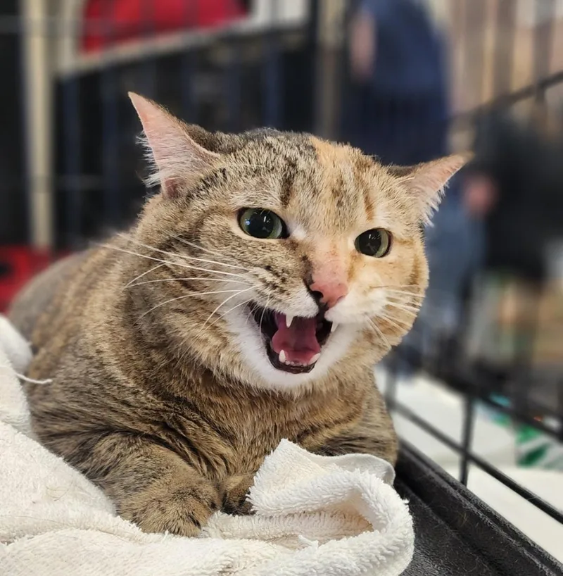 Scout Ms thumbnail 3