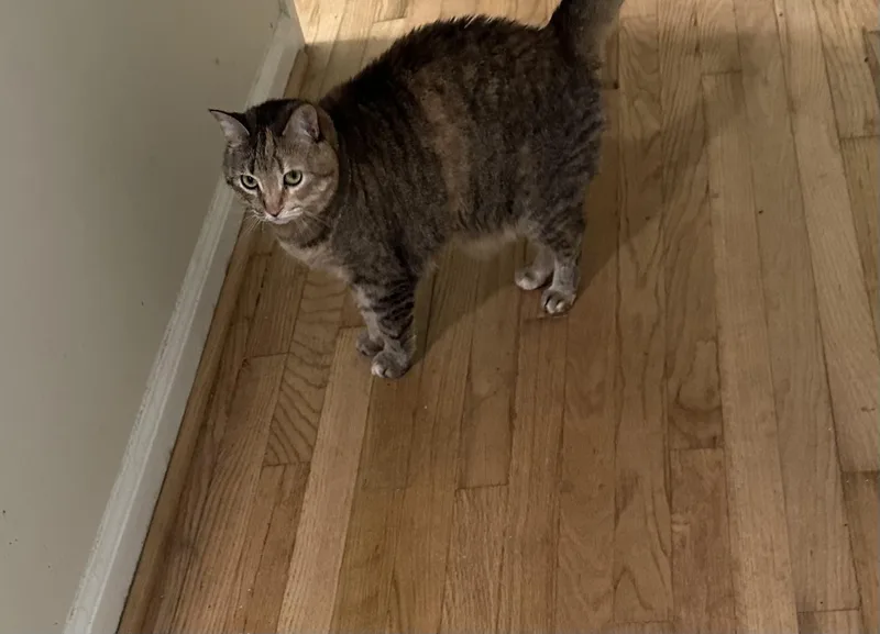 Scout Ms thumbnail 4