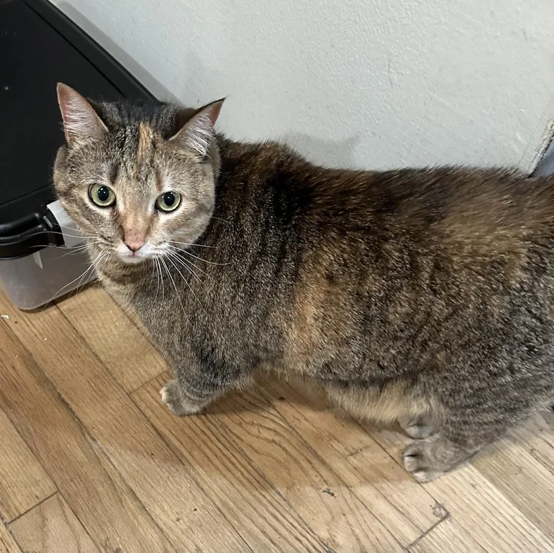 Scout Ms thumbnail 5