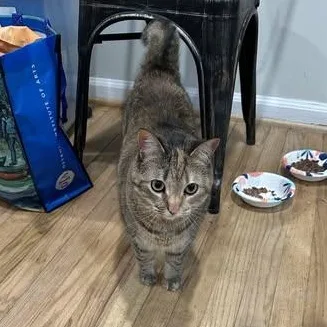 Scout Ms thumbnail 6