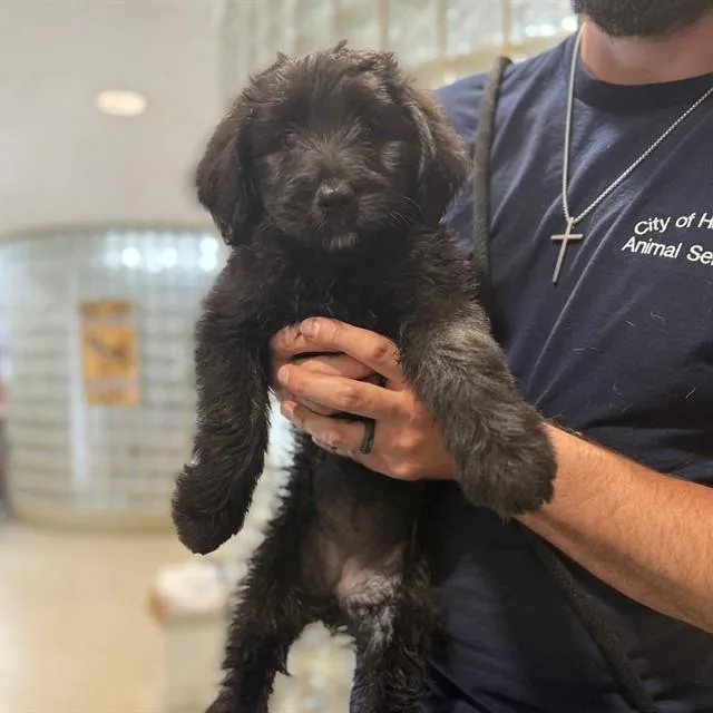 A baby medium-sized female Labrador Retriever dog named Georgina for adoption in Huntsville, AL