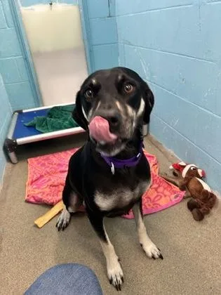 An adult large-sized female Hound dog named Piper for adoption in Palm Coast, FL