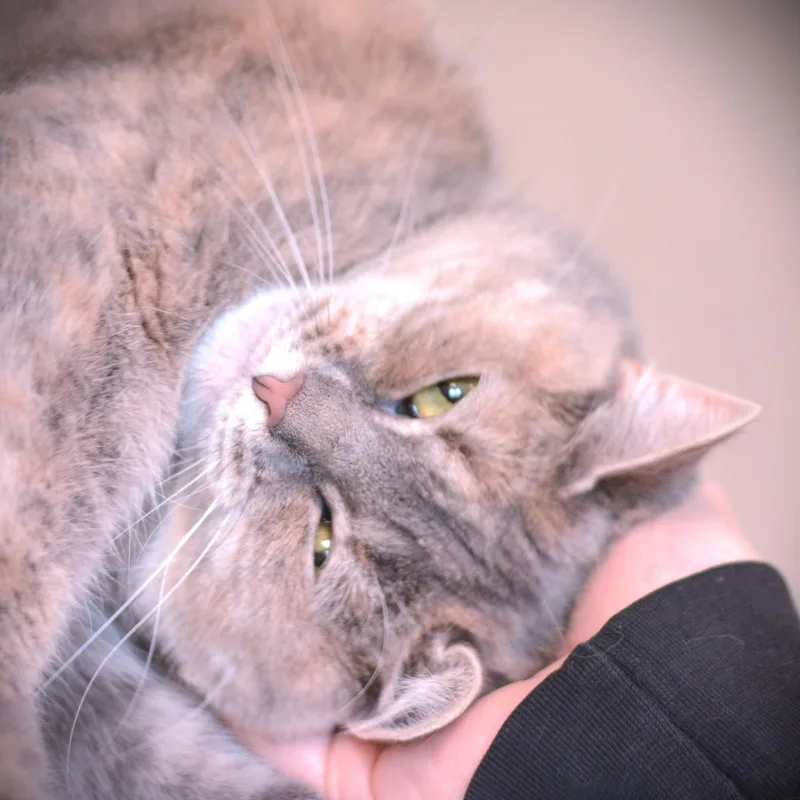 An adult medium-sized female Dilute Calico Domestic Short Hair cat named Ozzy for adoption in Amsterdam, NY