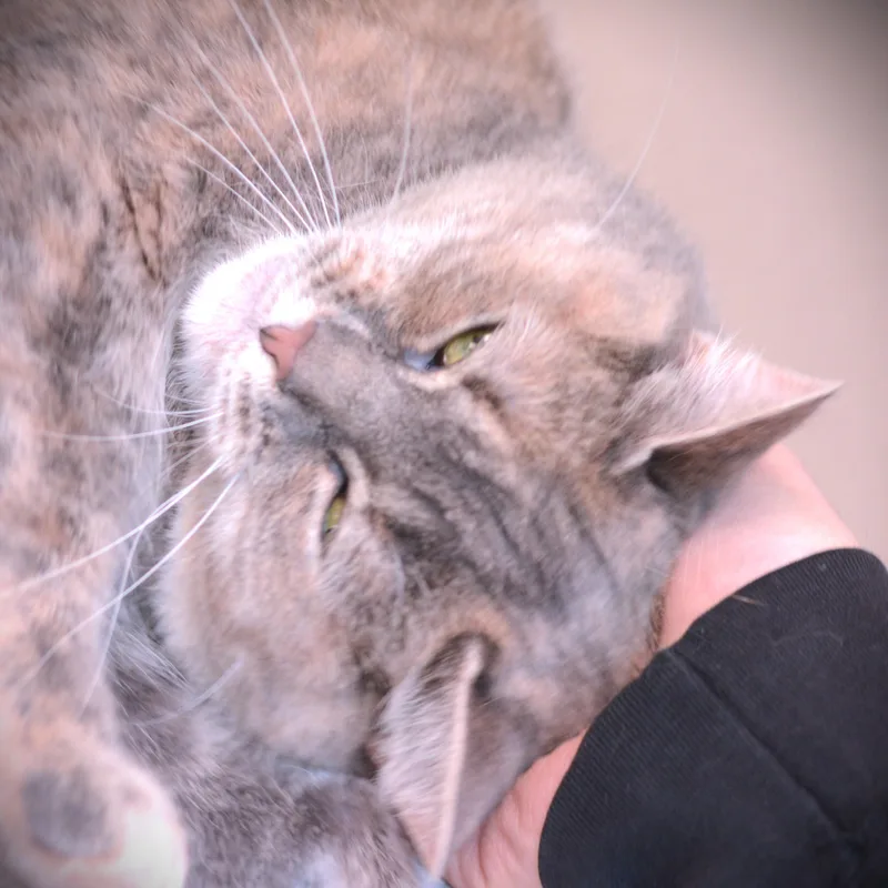 Ozzy thumbnail 5