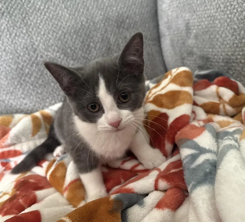 A baby small-sized female Gray & White Domestic Short Hair cat named Meg for adoption in Maineville, OH