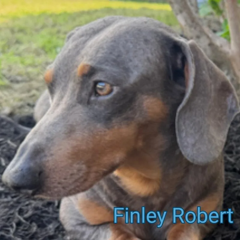 Finley Robert thumbnail 2