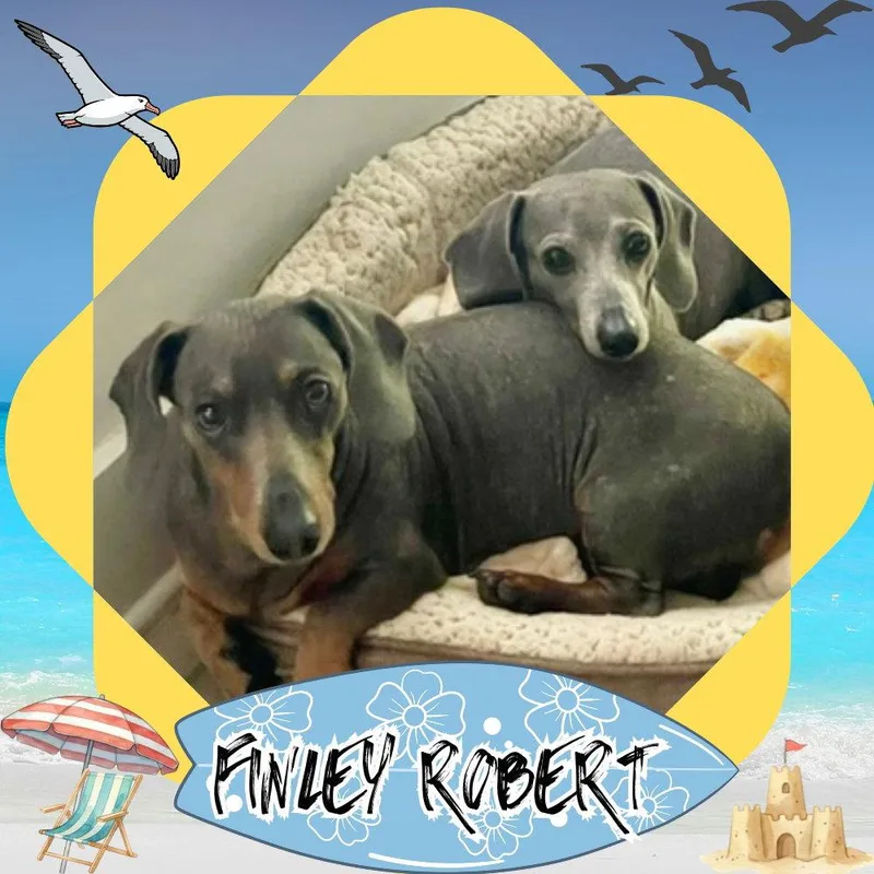 Finley Robert thumbnail 3