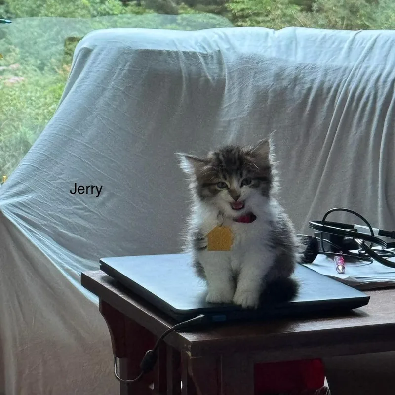 Jerry thumbnail 6