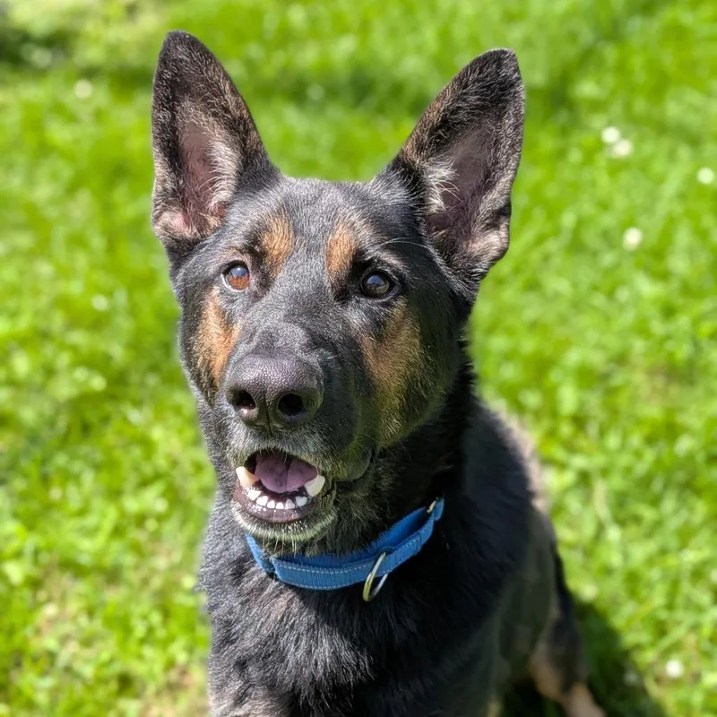 An adult large-sized male Black German Shepherd Dog dog named Prince Bubba for adoption in Milan, IL