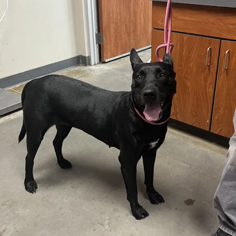 An adult large-sized female Black Mixed Breed dog named Sweetheart for adoption in Yuma, AZ