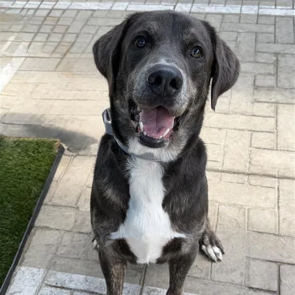 An adult large-sized male Labrador Retriever dog named Cloud for adoption in Los Angeles, CA