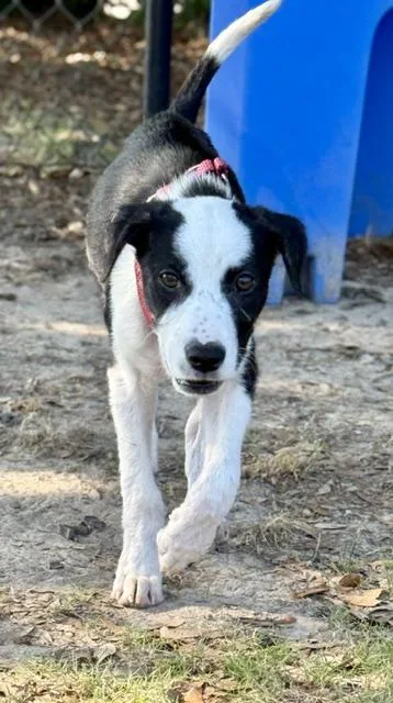 A baby small-sized female Border Collie dog named Moo for adoption in Conway, SC