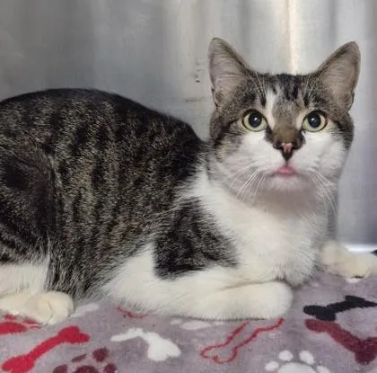 An adult medium-sized male White Domestic Short Hair cat named Torres for adoption in Butte, MT