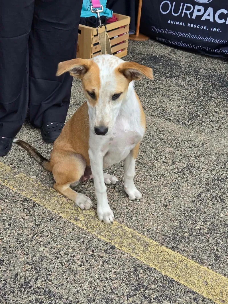 A baby medium-sized female White / Cream Terrier dog named Salley for adoption in New London, WI