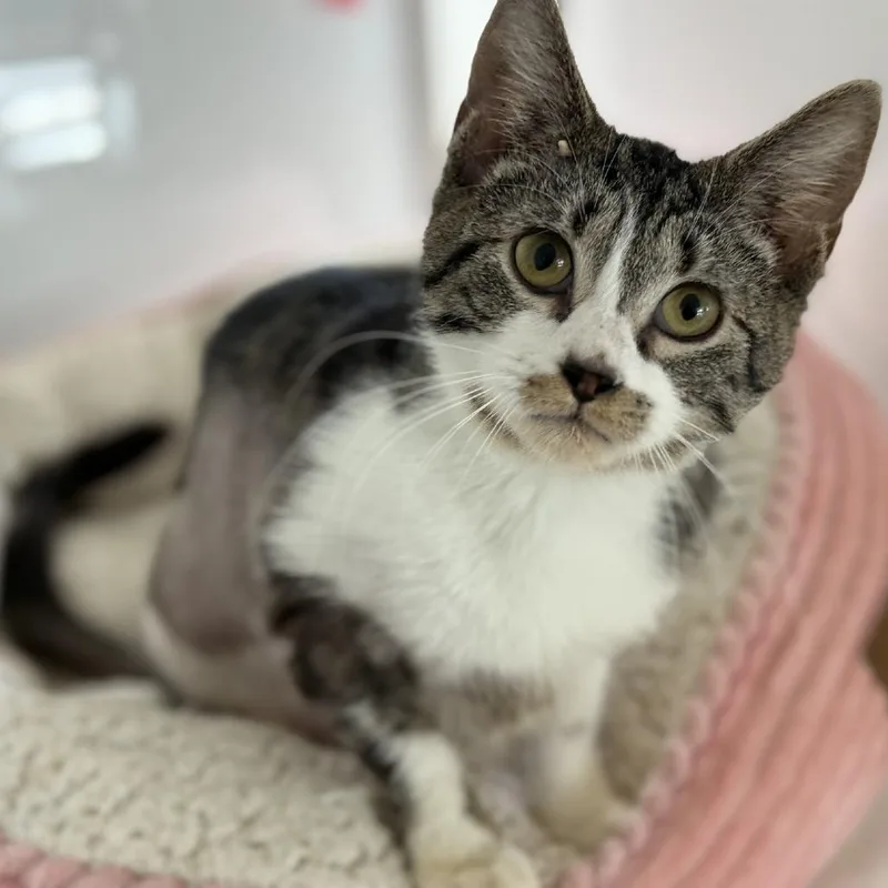 A young medium-sized female White Domestic Short Hair cat named Spinach for adoption in Ridgely, MD