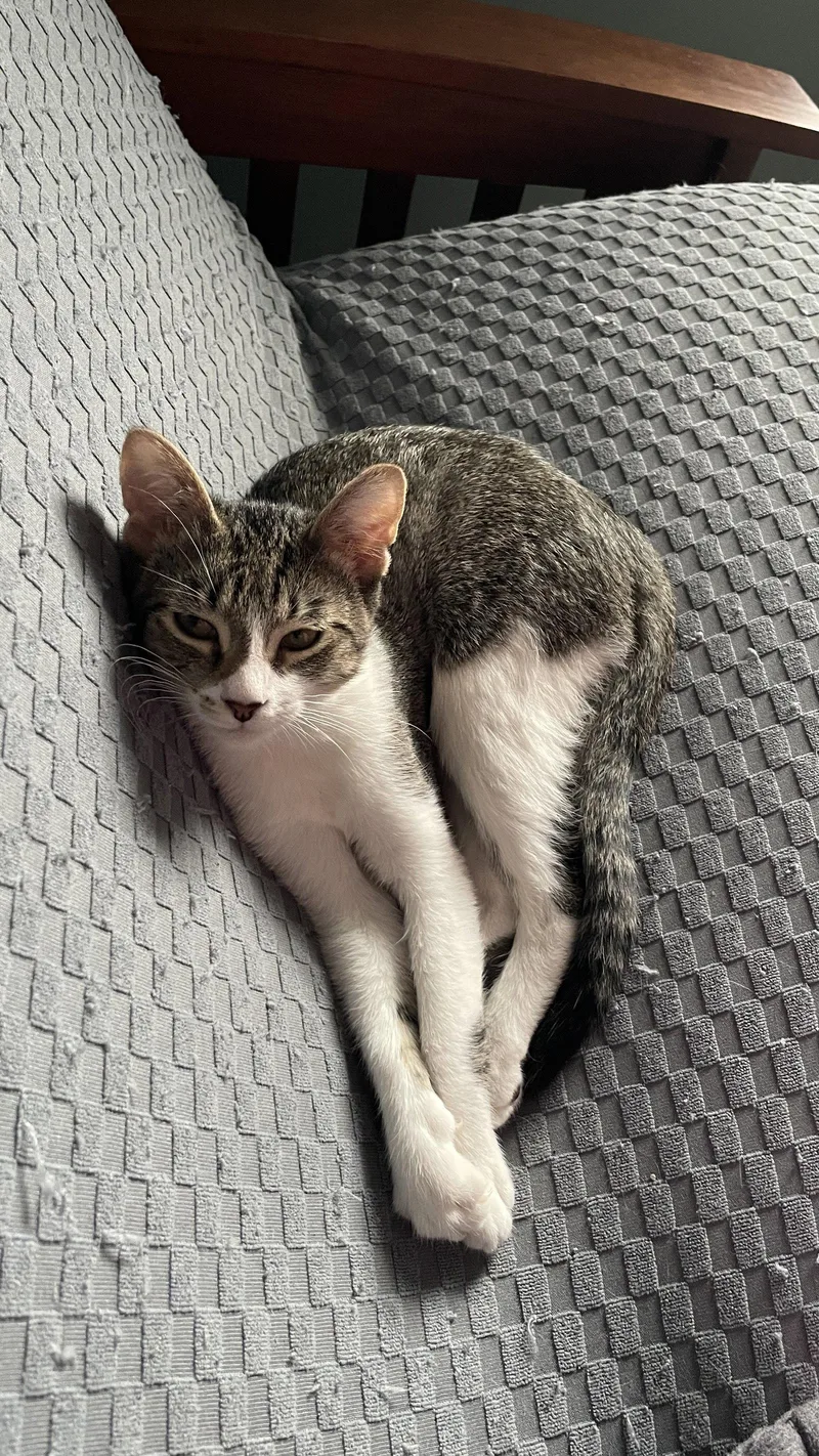 A young medium-sized male Domestic Short Hair cat named Mr. Snuggles for adoption in Lake Saint Louis, MO