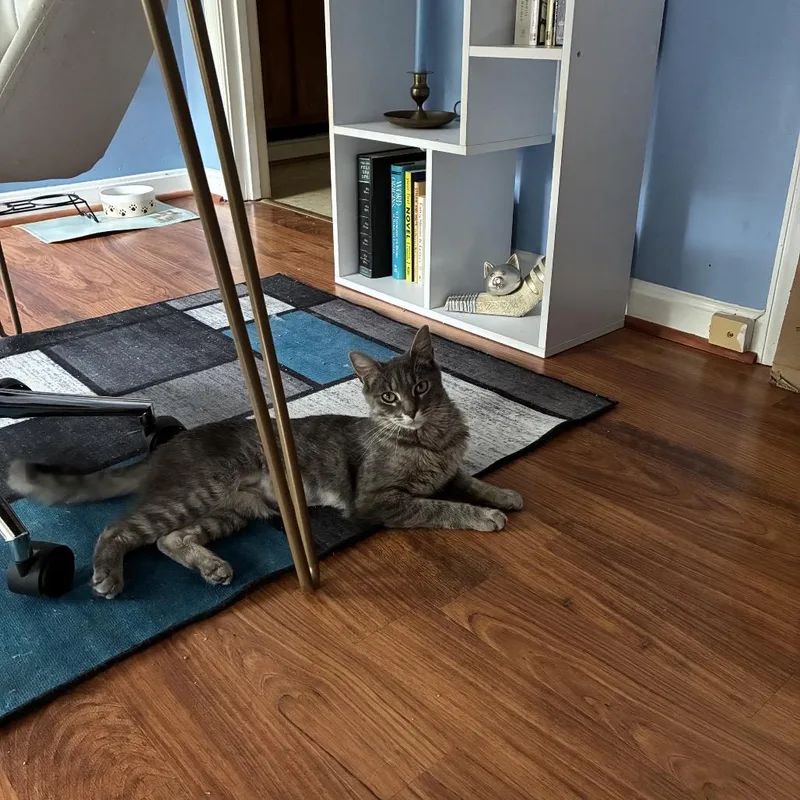 A young small-sized female Gray / Blue / Silver Domestic Short Hair cat named Stormy McKenzie for adoption in Merrifield, VA