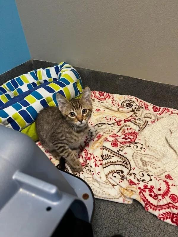 A young small-sized male Brown / Chocolate Domestic Short Hair cat named Birny for adoption in Fort Collins, CO