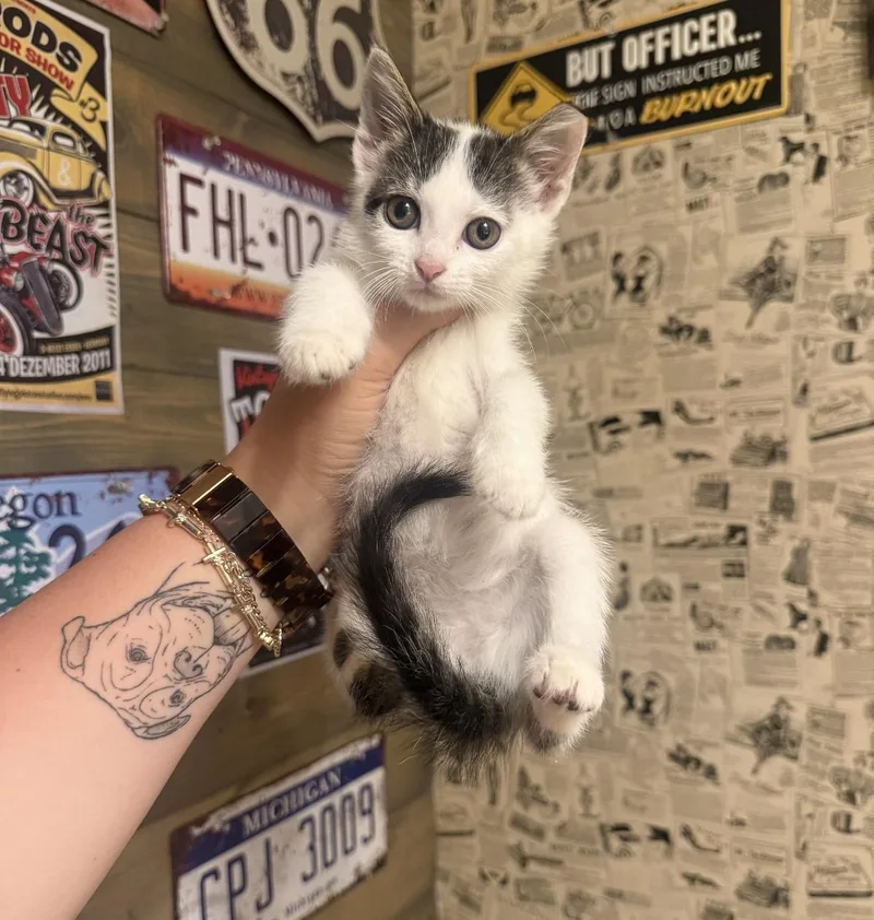 A baby medium-sized female Domestic Short Hair cat named Marshmallow for adoption in Halethorpe, MD