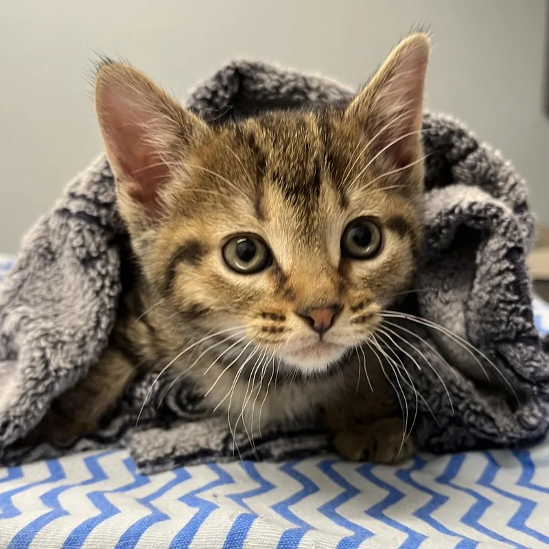 A baby small-sized female Brown / Chocolate Domestic Short Hair cat named Mira for adoption in Oak Park, IL