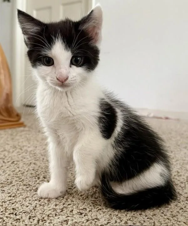 A baby small-sized male Domestic Short Hair cat named Serrano Pepper for adoption in Novato, CA