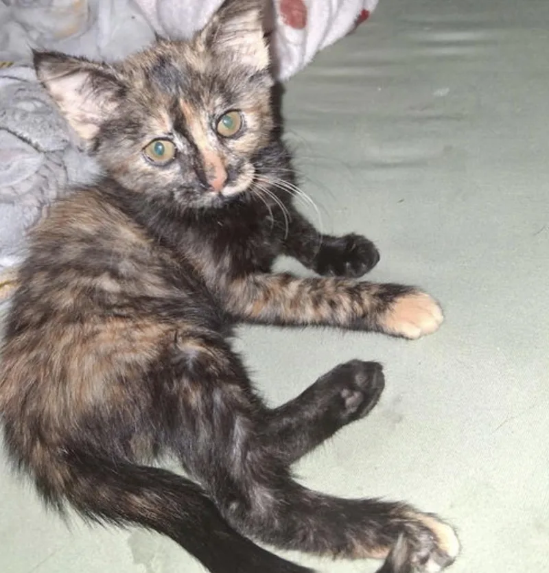 Sienna S. thumbnail 2