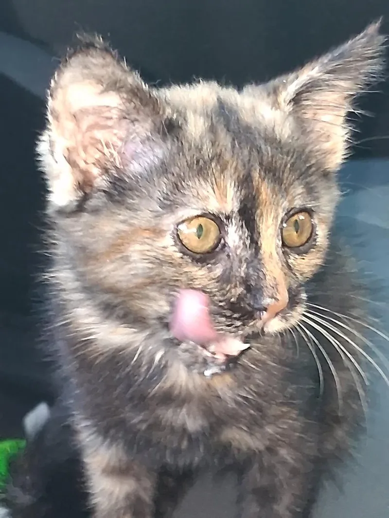 Sienna S. thumbnail 3