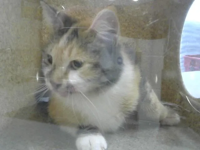 A young small-sized female Domestic Short Hair cat named Clarissa for adoption in Loveland, CO
