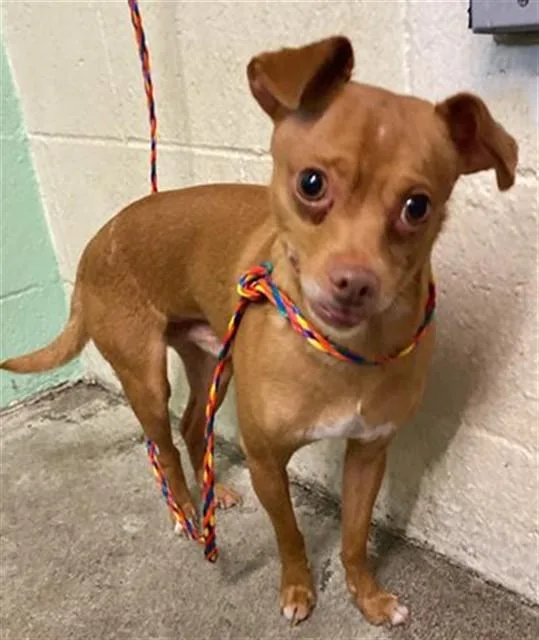 A young small-sized male Chihuahua dog named A for adoption in Sacramento, CA