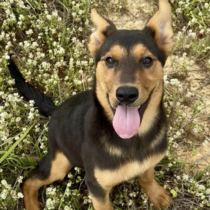 Pistachio thumbnail 2