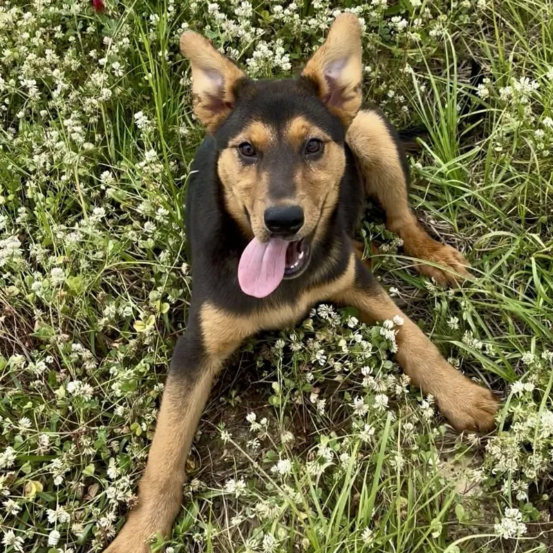 Pistachio thumbnail 3