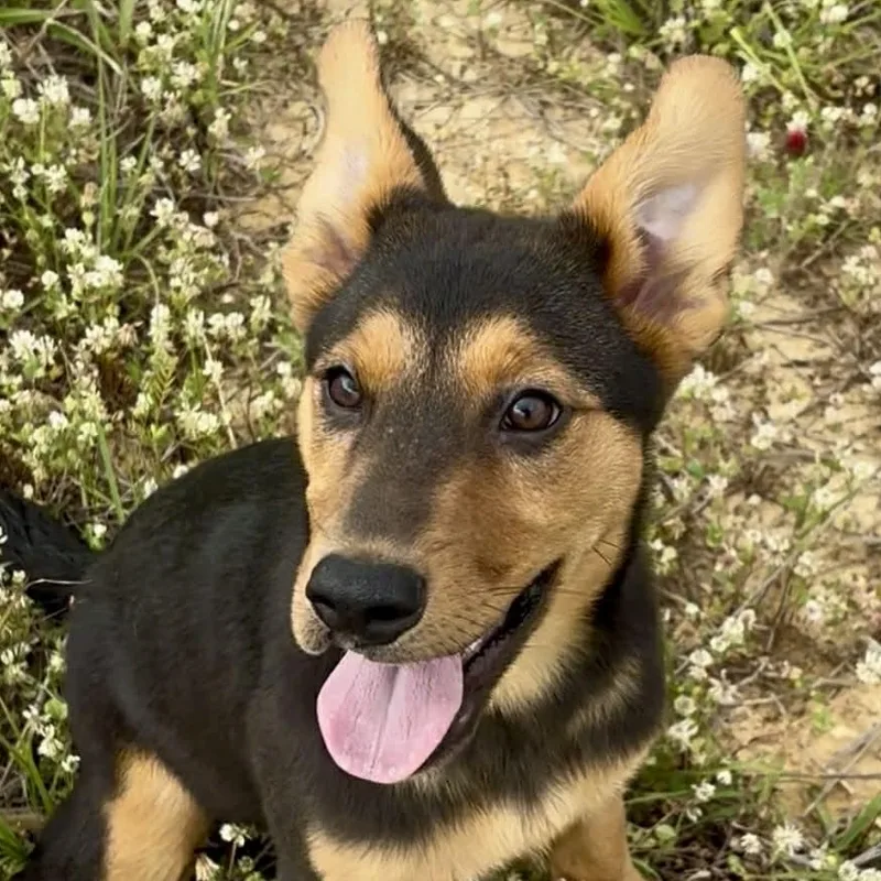 Pistachio thumbnail 4