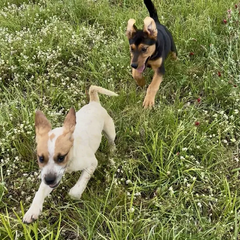 Pistachio thumbnail 5