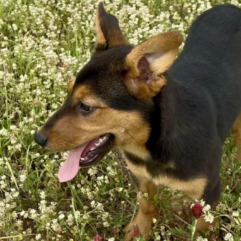 Pistachio thumbnail 6