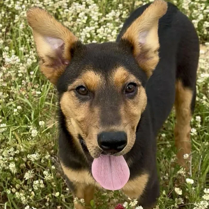 A baby medium-sized female German Shepherd Dog dog named Pistachio for adoption in Enfield, CT