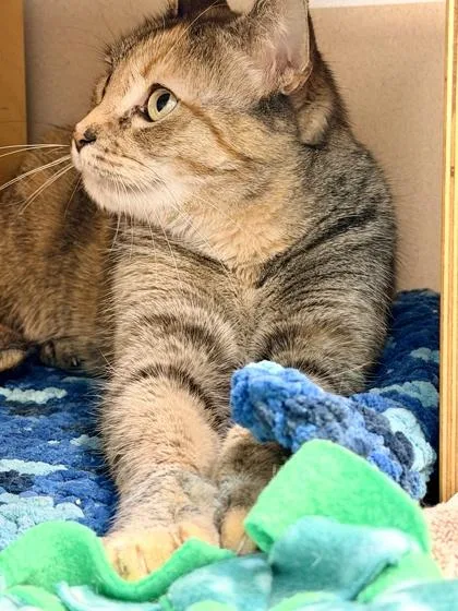 An adult small-sized female Domestic Short Hair cat named Shaianehulud for adoption in Bellevue, WA