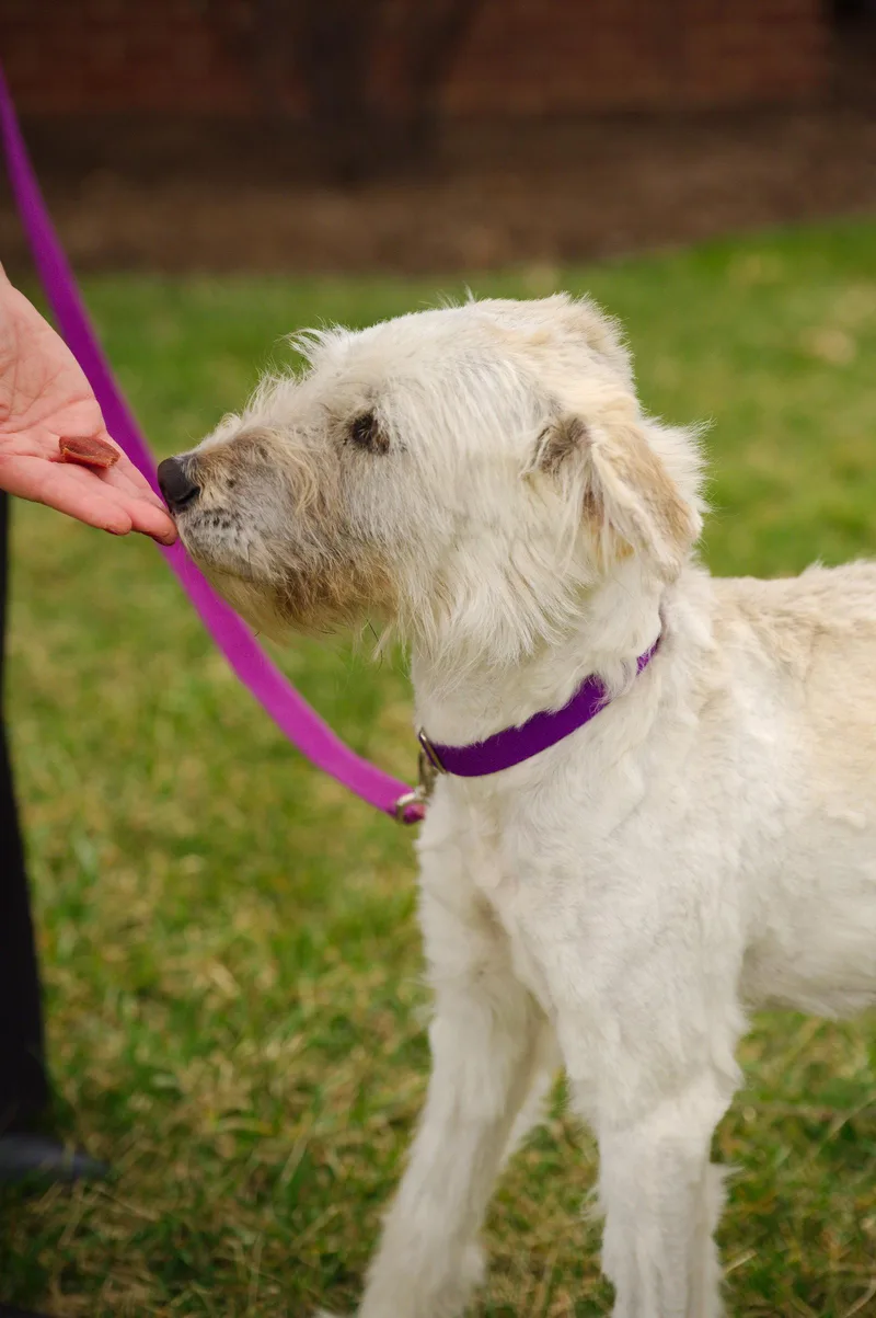 Snickers thumbnail 3